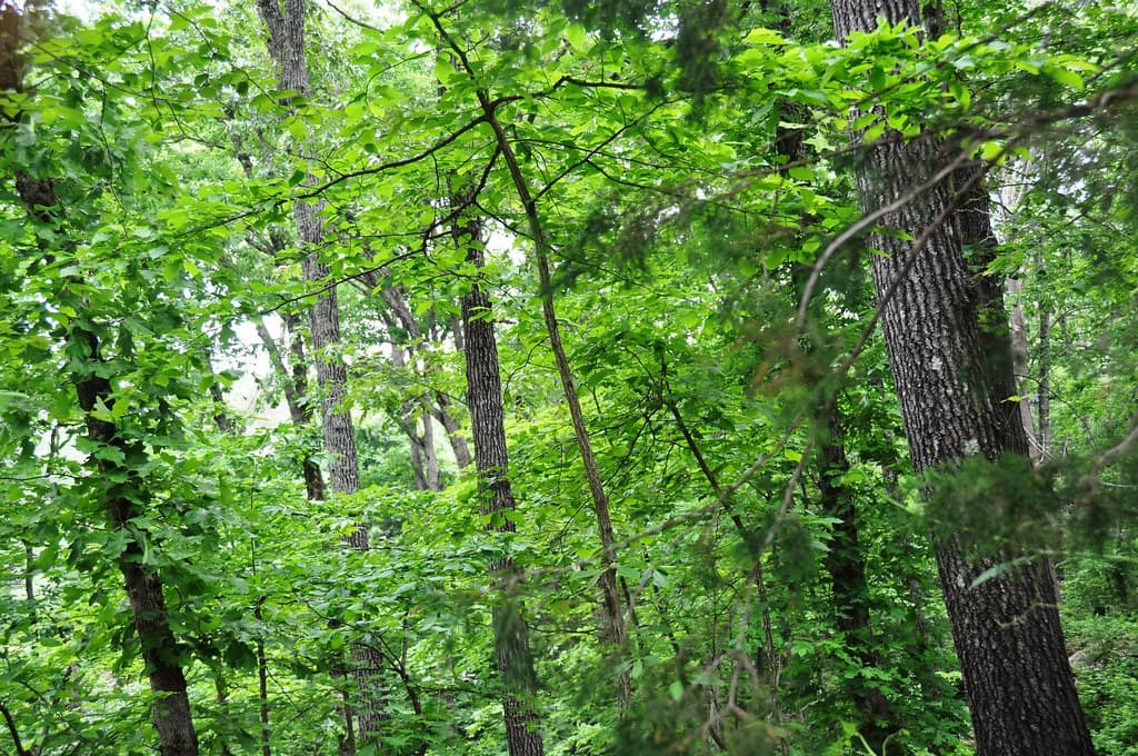 High Ropes