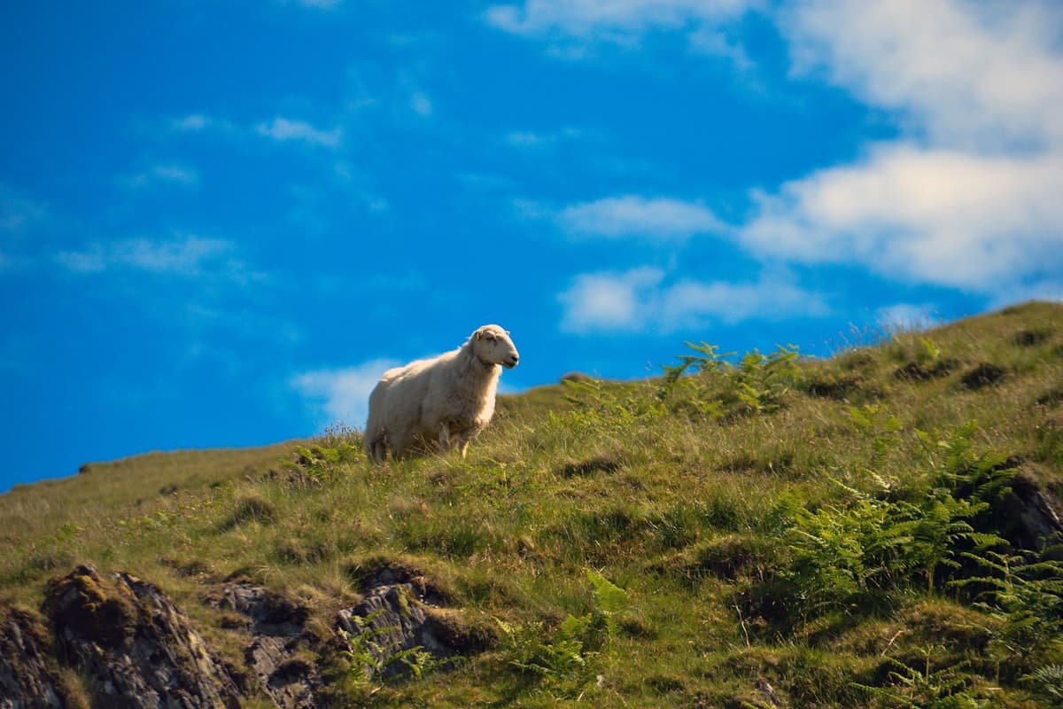 Hiking Snowdonia With a Dog: Honest Report