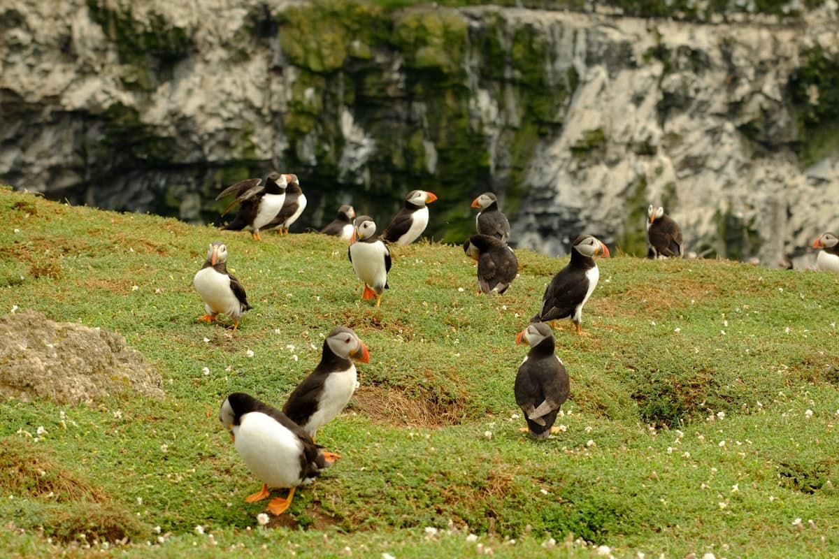 A Family of Four Takes on Pembrokeshire
